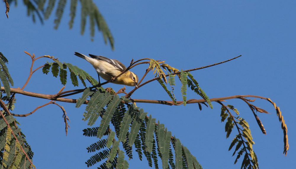 Blackburnian Warbler